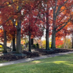 Pathway with trees that have red leaves.
