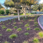 A divider with planted shrubs and trees.
